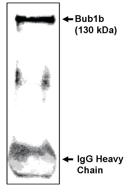 Western Blot: BubR1 Antibody - C-terminus [NBP3-30805] -  Immunoprecipitation/Western blot analysis using Bub1b-CT antibody on NIH/3T3 cells synchronized to obtain mostly mitotic cells as determined by flowcytometry.