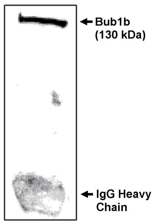 Western Blot: BubR1 Antibody - N-terminal [NBP3-30806] -  Immunoprecipitation/Western blot analysis using Bub1b-NT antibody on NIH/3T3 cells synchronized to obtain mostly mitotic cells as determined by flowcytometry.