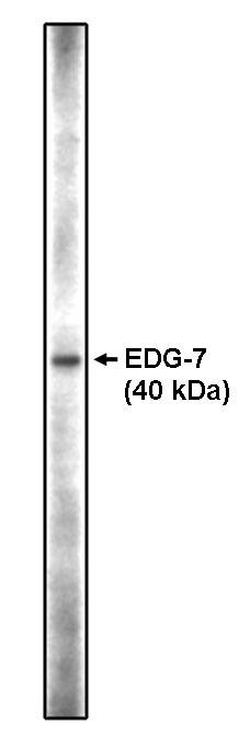 Western Blot LPAR3/LPA3/EDG-7 Antibody - C-terminus