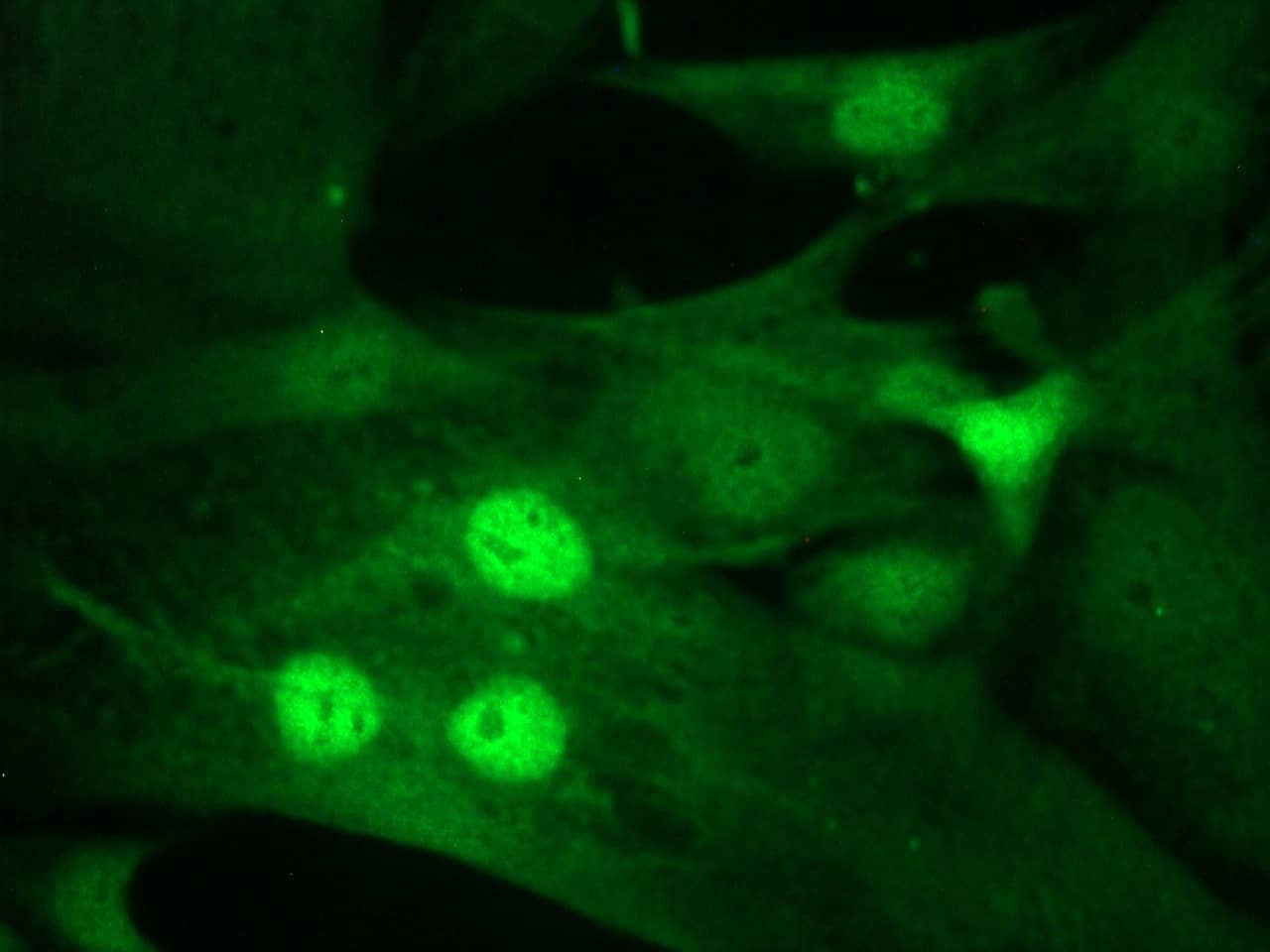 Immunocytochemistry/ Immunofluorescence: MyoD Antibody (5.2F) [NBP3-30815] -  Figure 4. MyoD immunostaining of nuclei in MyoD transfected cells induced to undergo muscle cell differentiation.