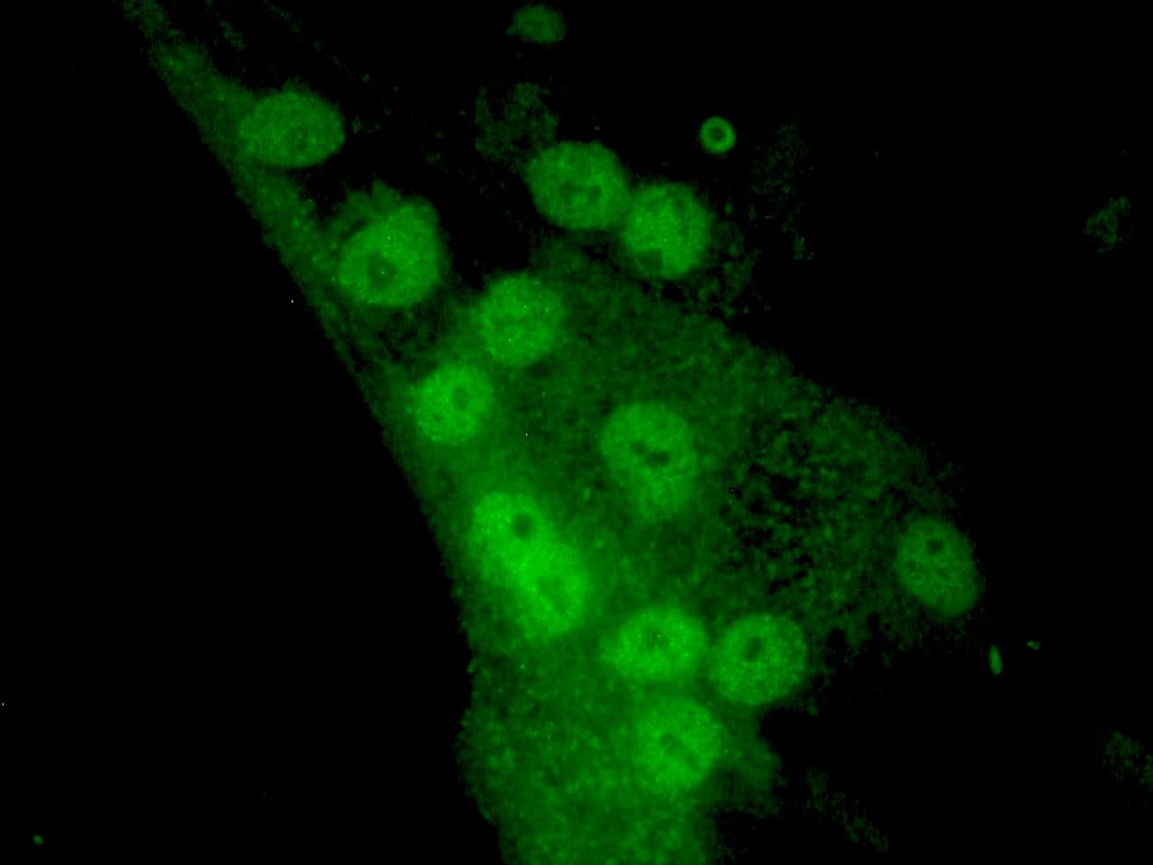 Immunocytochemistry/ Immunofluorescence: MyoD Antibody (5.2F) [NBP3-30815] -  Figure 2. MyoD immunostaining of nuclei in MyoD transfected cells induced to undergo muscle cell differentiation.