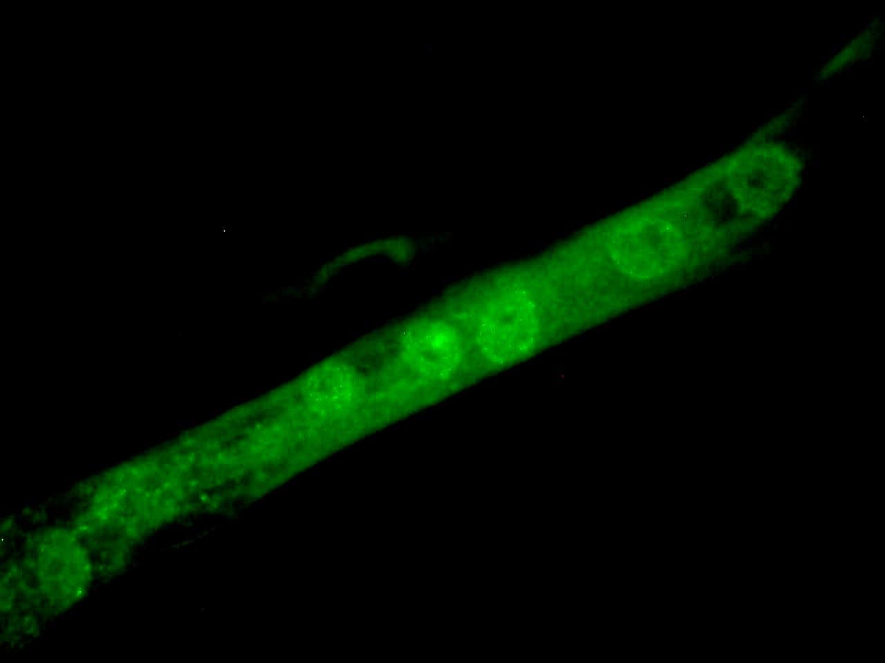 Immunocytochemistry/ Immunofluorescence: MyoD Antibody (5.2F) [NBP3-30815] -  Figure 3. MyoD immunostaining of nuclei in MyoD transfected cells induced to undergo muscle cell differentiation.