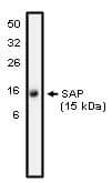 Western Blot: SH2D1A Antibody [NBP3-30818] -  Western blot analysis using SAP antibody on NK-92 cell lysate at 10ug/ml).