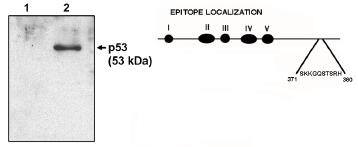 Western Blot: AMID Antibody (HR231) [NBP3-30819] -  Western blot analysis using p53 cln HR231 antibody at 1 ug/ml on native H1299 cells (1) and H1299 cells transfected with human p53. Also shown is a graphic representation of the epitope location.