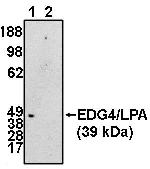 Western Blot: LPAR2/LPA2/EDG-4 Antibody - C-terminus [NBP3-30841] -  Western blot analysis using EDG4/LPA2 (NT)antibody at 5 ug/ml onRH7777 cells transfected with EDG4/LPA2 protein in the absence (1) and presence (2) of blocking peptide.