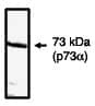 Western Blot: p73 Antibody - C-terminus [NBP3-30843] -  Western blot analysis using p73 alpha  antibody on H1299 cells transfected with p73 alpha  protein.