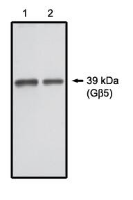 Western Blot GNB5 Antibody