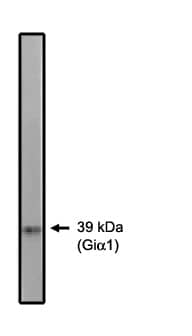 Western Blot: G protein alpha Inhibitor 2 Antibody [NBP3-30851] -  Western blot analysis using Gi alpha 1/2 antibody on 10 ng of purified Gi alpha 1 protein.