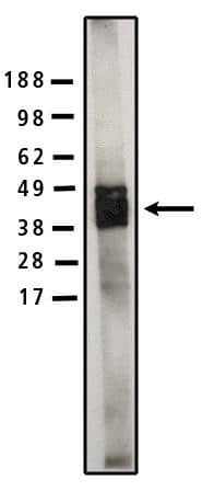 Western Blot: Sphingomyelin synthase 1 Antibody [NBP3-30869] -  Legend:Western blot analysis using SMS1 antibody (Cat. No. NBP3-30869) on human brain lysate (10 ug/lane) at a concentration of 5 ug/ml. Secondary antibody used at 1:75k dilution and visualized using Pierce West Femto substrate