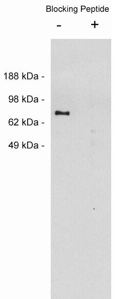 Western Blot: Netrin-1 Antibody [NBP3-30883] -  Western blot using Novus Biologicals' NBP3-30883, rabbit polyclonal at 0.05 ug/ml on MDCKII cell extract (10 ug/lane). Blots were developed with goat anti-rabbit Ig (1:75k) and Pierce’s Supersignal West Femto system.