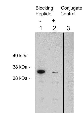 Western Blot: FHL2 Antibody [NBP3-30885] -  Western blot using Novus Biologicals' NBP3-30885, rabbit polyclonal at 0.4 ug/ml on HeLa cell extract (10 ug/lane). Blots were developed with goat anti-rabbit Ig (1:75k) and Pierce’s Supersignal West Femto system. Lane: 1- NBP3-30885 at 0.4 ug/ml. 2- NBP3-30885 plus 16 ug blocking peptide. 3 - Goat anti Rabbit HRP control.