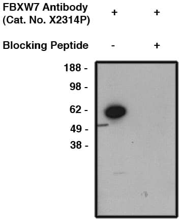 Western Blot: FBXW7/Cdc4 Antibody [NBP3-30913] -  Western blot analysis using FBXW7/Cdc4 antibody (cat. no. NBP3-30913) on human brain lysate. Antibody used at 1 ug/ml dilution and is used alone (1) or incubated with blocking peptide(2). Visualized using mouse anti-rabbit HRP at 1:200K dilution.