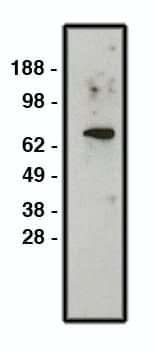 Western Blot: NHE1/SLC9A1 Antibody [NBP3-30914] -  Western blot using NHE1 antibody (Cat. No. NBP3-30914) on HT-29 cell lysate. Lysate used at 30 ug/ml. Antibody used at 1:400 dilution. Secondary antibody, mouse anti-rabbit HRP , used at 1:50k dilution.