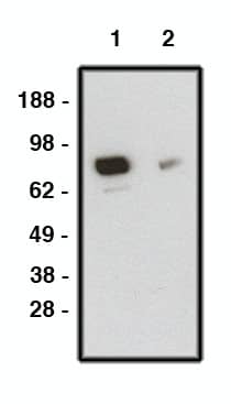 Western Blot: Smoothened Antibody [NBP3-30919] -  Western blot using SMO antibody on human brain lysate. Lysate loaded at 15ug/lane. Antibody used at 10 ug/ml (1) and 5 ug/ml (2) dilution. Secondary antibody, mouse anti-rabbit-HRP , used at 1:150K dilution.