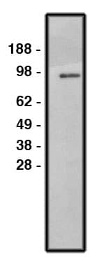 Western Blot: NHE1/SLC9A1 Antibody [NBP3-30921] -  Western blot using NHE1 antibody (Cat. No. NBP3-30921) on HT-29 cell lysate. Lysate loaded at 30 ug/lane. Antibody used at 10 ug/ml. Secondary antibody, mouse anti-rabbit HRP , used at 1:150k dilution.