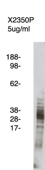 Western Blot: FLAP Antibody [NBP3-30926] -  Western blot using FLAP antibody (Cat. No. NBP3-30926) on human kidney cell lysate. Lysate used at 15 ug/lane. Antibody used at 5 ug/ml. Secondary antibody, mouse anti-rabbit HRP , used at 1:25k dilution. Visualized using Pierce West Femto substrate system. Exposure for 5 minutes