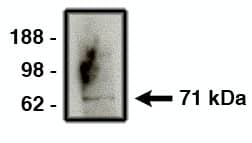 Western Blot: Numb Antibody [NBP3-30928] -  Western blot using anti-Numb (Cat. No. NBP3-30928) on human brain lysate. Lysate used at 14 ug/lane. Antibody used at 10ug/ml. Secondary antibody, mouse anti-rabbit HRP , used at 1:50k dilution.