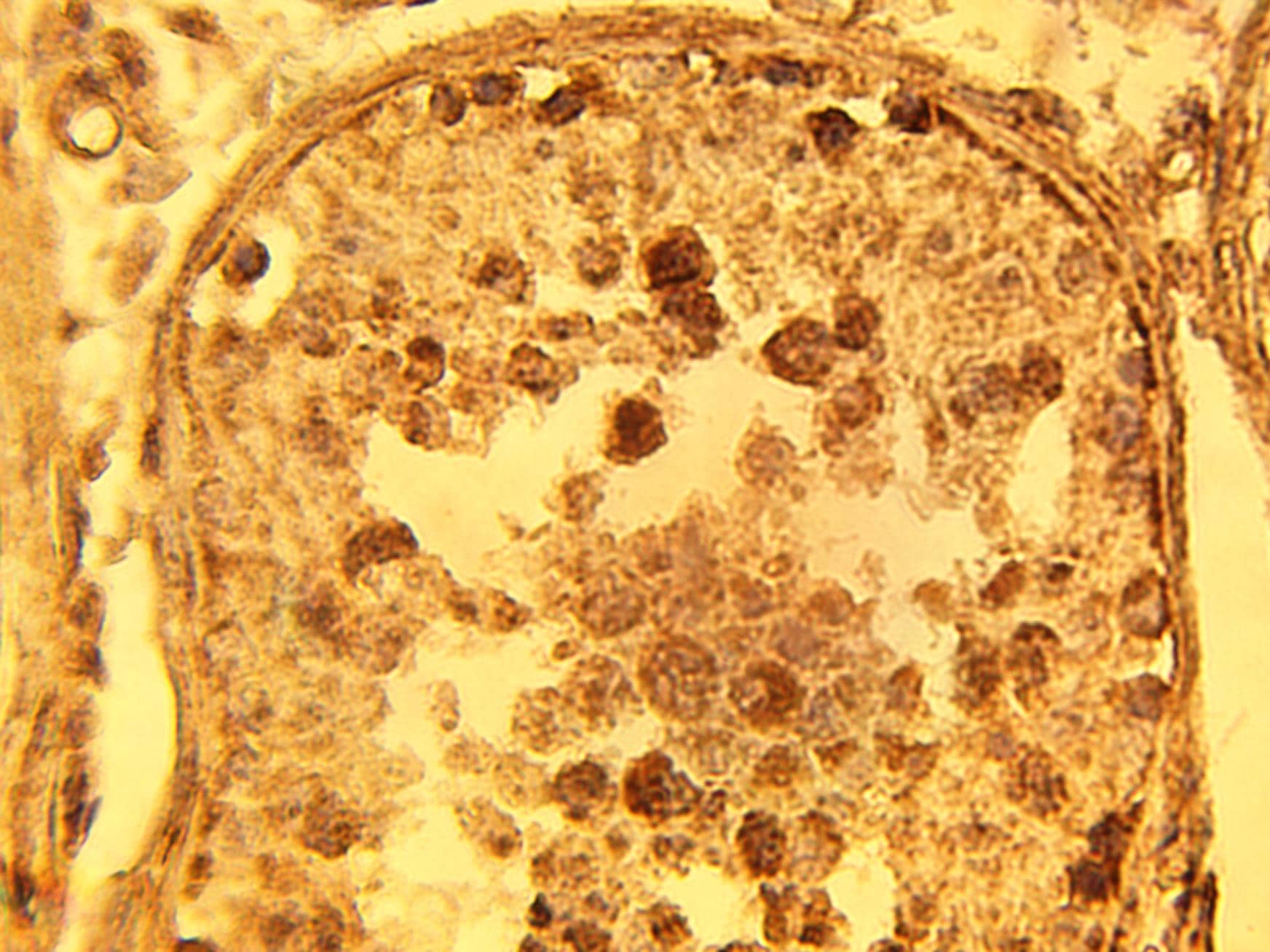 Immunohistochemistry: NSMAF Antibody [NBP3-30929] -  Immunohistochemical staining of normal human testis using NSMAF antibody (Cat. No. NBP3-30929) at 15 ug/ml.