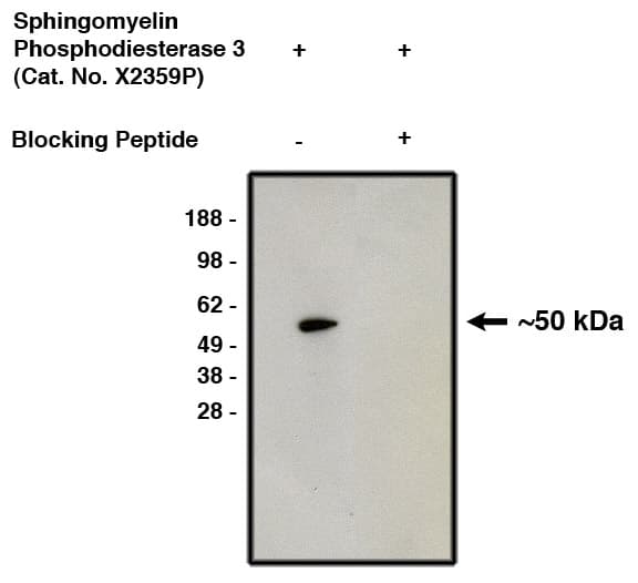 Western Blot: SMPD3/NSMase2 Antibody [NBP3-30932] -  Western blot using affinity purified nSMase2 antibody (Cat. No. NBP3-30932) on human brain lysate. Antibody without (lane 1) or with (lane 2) blocking peptide. Visualized using mouse anti-rabbit HRP conjugated at 1:200K dilution).