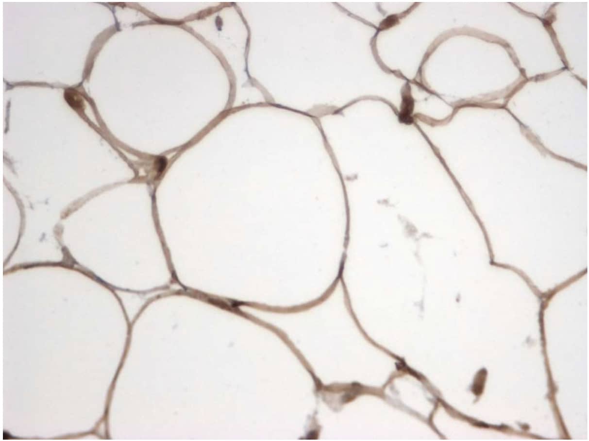 Immunohistochemistry: Monoglyceride Lipase Antibody [NBP3-30968] -  Immunohistochemical staining of human adipose tissue using MGL antibody (Cat. No. NBP3-30968). Antibody used at 2 ug/ml. 40x magnification.