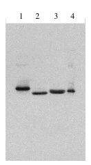 Western Blot: interferon Antibody [NBP3-30986] -  Legend: Novus Biologicals' rabbit anti Type I IFN antibody at 1 ug/ml western blot of 1] Consensus IFN alpha, 2] IFN alpha 2a, 3] IFN beta 1 b, 4] IFN alpha 1.