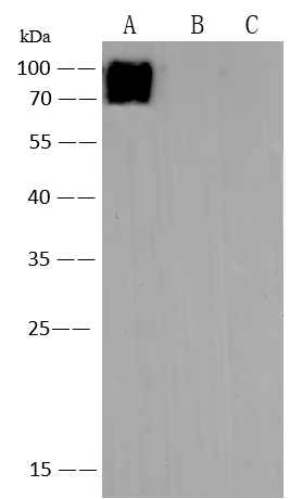 Western Blot Varicella Zoster Virus Glycoprotein E Antibody (144) - Azide and BSA Free