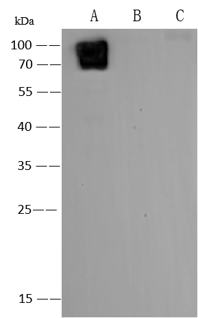 Western Blot Varicella Zoster Virus Glycoprotein E Antibody (276) - Azide and BSA Free