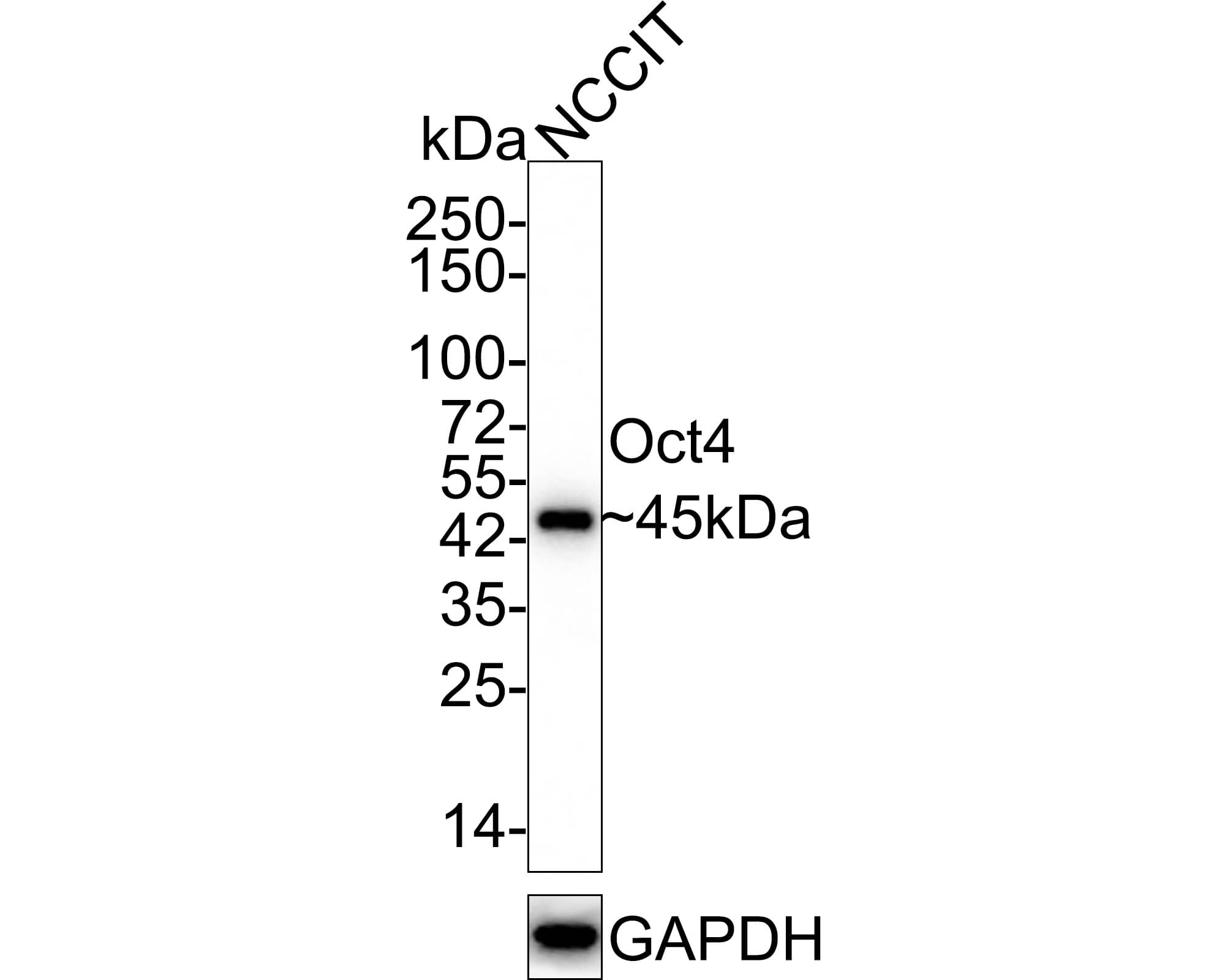 Western Blot: OCT4 Antibody (A3-C11-R) [NBP3-31983] - Western blot analysis of OCT4 on NCCIT cell lysates with Mouse anti-OCT4 antibody (NBP3-31983) at 1/1,000 dilution. Lysates/proteins at 20 ug/Lane. Predicted band size: 39 kDa Observed band size: 45 kDa Exposure time: 1 minute 59 seconds; 4-20% SDS-PAGE gel. Proteins were transferred to a PVDF membrane and blocked with 5% NFDM/TBST for 1 hour at room temperature. The primary antibody (NBP3-31983) at 1/1,000 dilution was used in 5% NFDM/TBST at 4℃ overnight. Goat Anti-Mouse IgG - HRP Secondary Antibody at 1/50,000 dilution was used for 1 hour at room temperature.