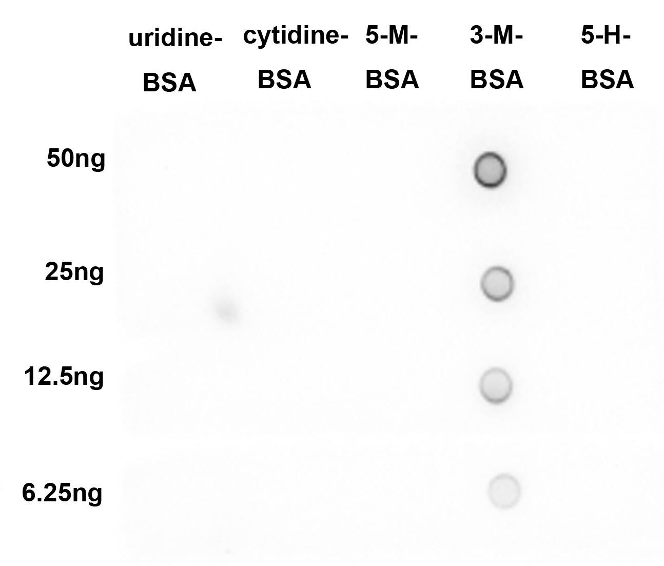 Dot Blot: 3-methylcytosine (3-mC) Antibody (PSH03-21) [NBP3-31984] - Dot blot analysis of 3-methylcytosine (3-mC) on different proteins with Rabbit anti-3mC antibody (NBP3-31984) at 1/2,000 dilution.  Goat Anti-Rabbit IgG - HRP Secondary Antibody at 1/50,000 dilution for 1 hour at room temperature. Lane 1: Uridine-BSA (negative) Lane 2: Cytidine-BSA (negative) Lane 3: 5-Methylcytosine-BSA (negative) Lane 4: 3-Methylcytosine-BSA (positive) Lane 5: 5-Hydroxymethylcytidine-BSA (negative) Proteins loading: 50ng, 25ng, 12.5ng, 6.25ng; Blocking and dilution buffer: 5% NFDM/TBST; Exposure time: 1 minute.