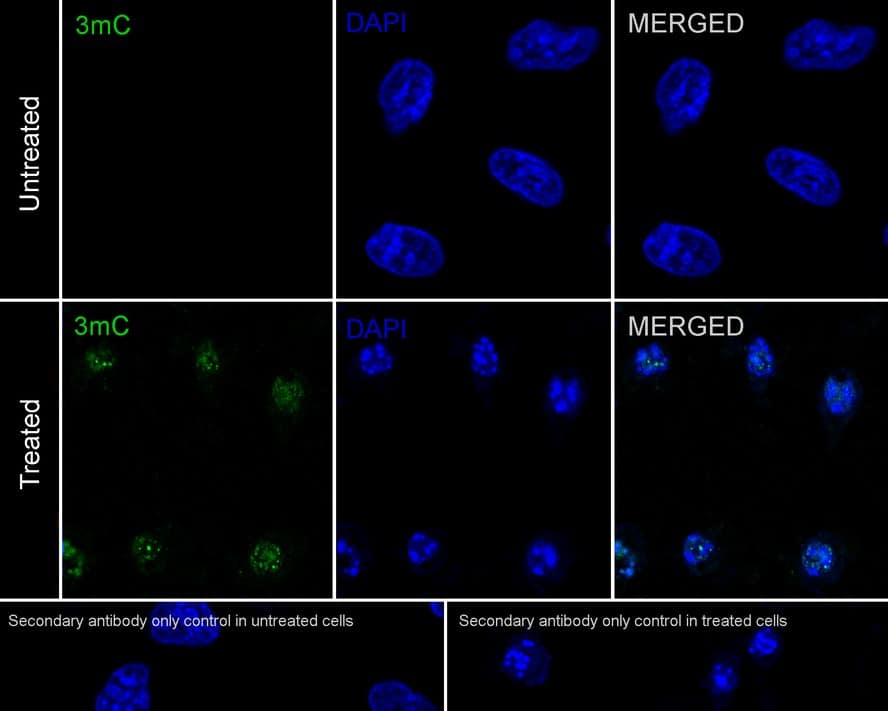 Immunocytochemistry/ Immunofluorescence: 3-methylcytosine (3-mC) Antibody (PSH03-21) [NBP3-31984] - Immunocytochemistry analysis of U-2 OS cells treated with 4mM Methyl Methanesulfonate for 1 hour labeling 3-methylcytosine (3-mC) with Rabbit anti-3-methylcytosine (3-mC) antibody (NBP3-31984) at 1/100 dilution. Cells were fixed in 4% paraformaldehyde for 20 minutes at room temperature, permeabilized with 0.1% Triton X-100 in PBS for 5 minutes at room temperature, then blocked with 1% BSA in 10% negative goat serum for 1 hour at room temperature. Cells were then incubated with Rabbit anti-3-methylcytosine (3-mC) antibody (NBP3-31984) at 1/100 dilution in 1% BSA in PBST overnight at 4 ℃. Goat Anti-Rabbit IgG H&L (iFluor™ 488) was used as the secondary antibody at 1/1,000 dilution. PBS instead of the primary antibody was used as the secondary antibody only control. Nuclear DNA was labelled in blue with DAPI.