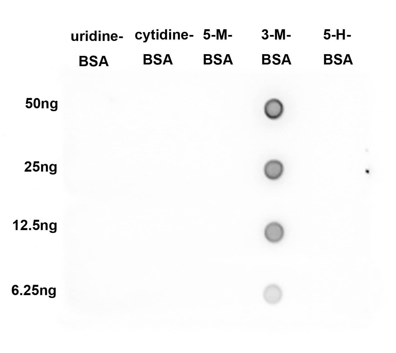 Dot Blot: 3-methylcytosine (3-mC) Antibody (PSH03-22) [NBP3-31985] - Dot blot analysis of 3-methylcytosine (3-mC) on different proteins with Rabbit anti-3mC antibody (NBP3-31985) at 1/2,000 dilution.  Goat Anti-Rabbit IgG - HRP Secondary Antibody at 1/50,000 dilution for 1 hour at room temperature. Lane 1: Uridine-BSA (negative) Lane 2: Cytidine-BSA (negative) Lane 3: 5-Methylcytosine-BSA (negative) Lane 4: 3-Methylcytosine-BSA (positive) Lane 5: 5-Hydroxymethylcytidine-BSA (negative) Proteins loading: 50ng, 25ng, 12.5ng, 6.25ng; Blocking and dilution buffer: 5% NFDM/TBST; Exposure time: 1 minute.