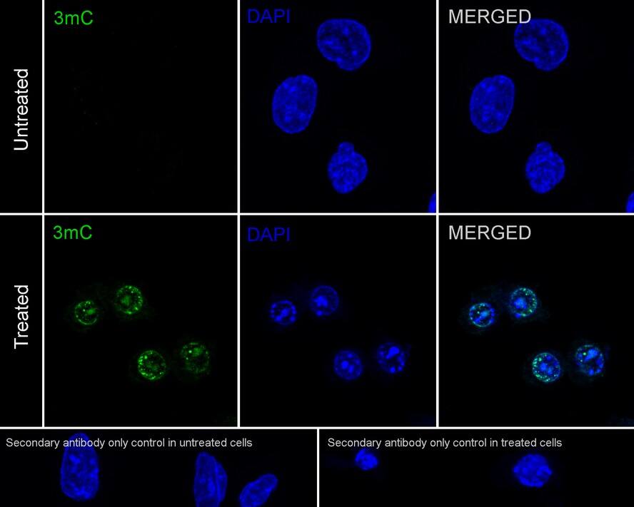 Immunocytochemistry/ Immunofluorescence: 3-methylcytosine (3-mC) Antibody (PSH03-22) [NBP3-31985] - Immunocytochemistry analysis of U-2 OS cells treated with 4mM Methyl Methanesulfonate for 1 hour labeling 3-methylcytosine (3-mC) with Rabbit anti-3-methylcytosine (3-mC) antibody (NBP3-31985) at 1/100 dilution. Cells were fixed in 4% paraformaldehyde for 20 minutes at room temperature, permeabilized with 0.1% Triton X-100 in PBS for 5 minutes at room temperature, then blocked with 1% BSA in 10% negative goat serum for 1 hour at room temperature. Cells were then incubated with Rabbit anti-3-methylcytosine (3-mC) antibody (NBP3-31985) at 1/100 dilution in 1% BSA in PBST overnight at 4 ℃. Goat Anti-Rabbit IgG H&L (iFluor™ 488) was used as the secondary antibody at 1/1,000 dilution. PBS instead of the primary antibody was used as the secondary antibody only control. Nuclear DNA was labelled in blue with DAPI.