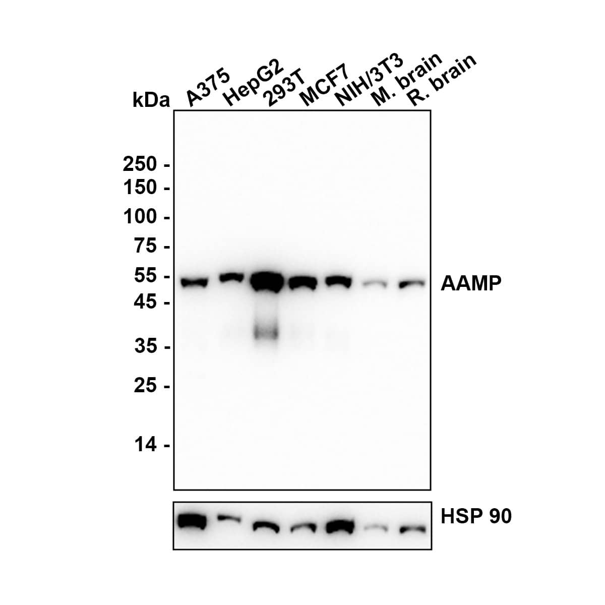 Western blot analysis on different lysates with NBP3-31987 at 1/5,000 dilution. Lane 1: A375 (Human amelanotic melanoma cell) cell lysate Lane 2: HepG2 (Human hepatocellular carcinoma cell) cell lysate Lane 3: 293T (Human embryonic kidney cell) cell lysate Lane 4: MCF7 (Human breast cancer cell) cell lysate Lane 5: NIH/3T3 (Mouse fibroblast) cell lysate Lane 6: mouse brain tissue lysate Lane 7: rat brain tissue lysate Lysates/proteins at 15 µg/Lane. Exposure time: 25 seconds Blocking: 5% NFDM/TBST, 1 hour at room temperature Primary antibody: NBP3-31987, 1/5,000 in primary antibody dilution buffer, overnight at 4 ℃ Secondary antibody: Goat Anti-Rabbit IgG [HRP] Secondary Antibody, 1/50,000 in 5% NFDM/TBST, 1 hour at room temperature Predicted band size: 47 kDa Observed band size: 50 kDa