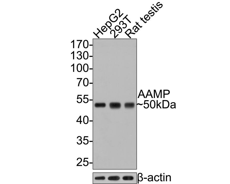 Western Blot: AAMP Antibody (JE64-70) [NBP3-31987] - Western blot analysis of AAMP on different lysates with Rabbit anti-AAMP antibody (NBP3-31987) at 1/2,000 dilution. Lane 1: HepG2 cell lysate, 10 ug/Lane Lane 2: 293T cell lysate, 10 ug/Lane Lane 3: Rat testis tissue lysate, 20 ug/Lane Predicted band size: 47 kDa Observed band size: 50 kDa Exposure time: 1 minute; 10% SDS-PAGE gel. Proteins were transferred to a PVDF membrane and blocked with 5% NFDM/TBST for 1 hour at room temperature. The primary antibody (NBP3-31987) at 1/2,000 dilution was used in 5% NFDM/TBST at room temperature for 2 hours. Goat Anti-Rabbit IgG - HRP Secondary Antibody at 1:300,000 dilution was used for 1 hour at room temperature.
