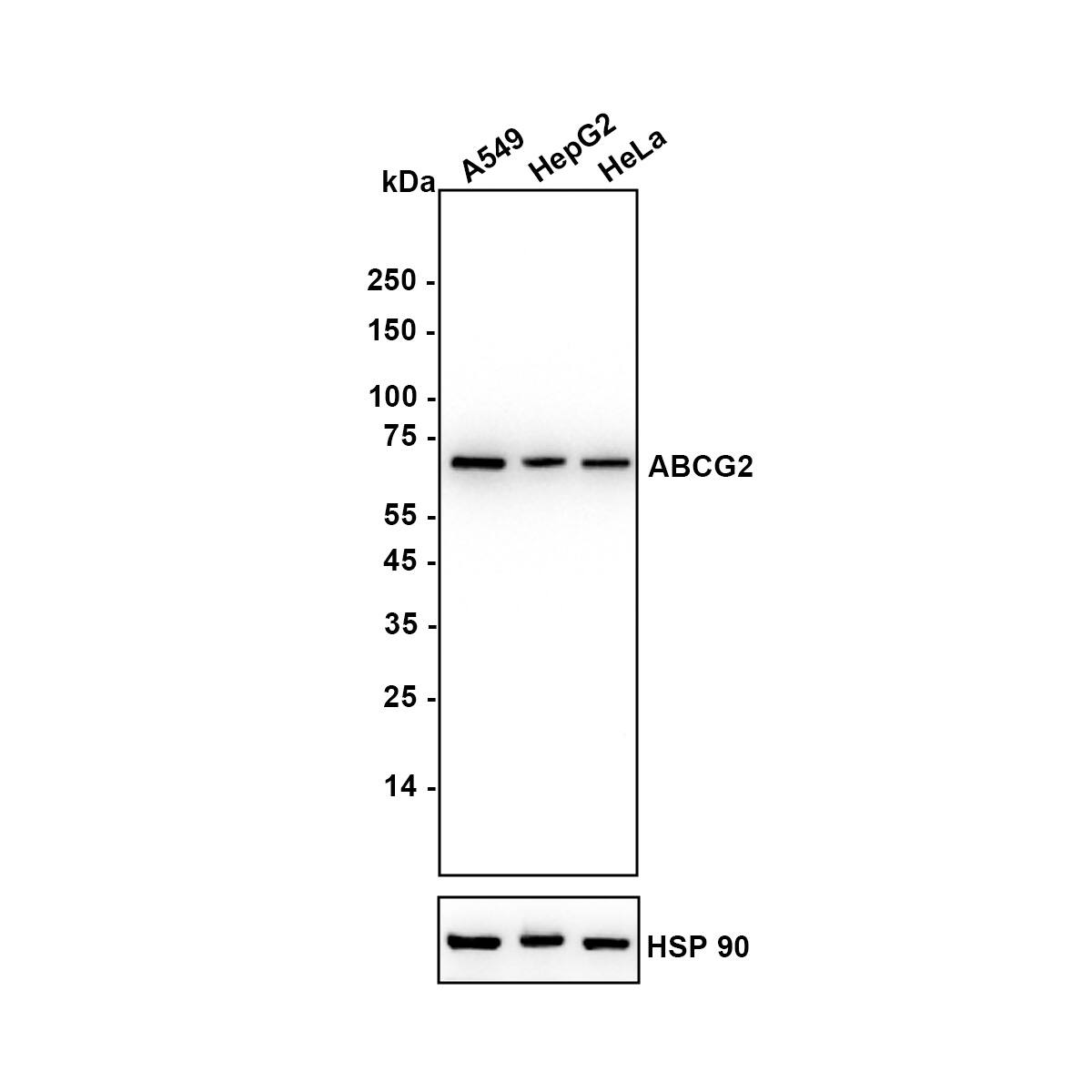 Western blot analysis on different lysates with NBP3-31988 at 1/2,000 dilution. Lane 1: A549 (Human lung adenocarcinoma cell) Lane 2: Hep G2 (Human hepatocellular carcinoma cell) Lane 3: HeLa (Human cervical adenocarcinoma cell) Lysates/proteins at 20 µg/Lane. Exposure time: 12 seconds Blocking: 5% NFDM/TBST, 1 hour at room temperature Primary antibody: NBP3-31988, 1/2,000 in primary antibody dilution buffer, overnight at 4 ℃ Secondary antibody: Goat Anti-Rabbit IgG [HRP] Secondary Antibody, 1/50,000 in 5% NFDM/TBST, 1 hour at room temperature Predicted band size: 72.3 kDa Observed band size: 72 kDa