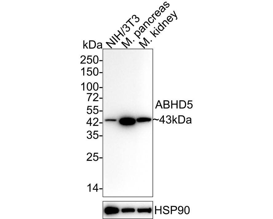 Western blot analysis on different lysates with NBP3-31989 at 1/2,000 dilution. Lane 1: NIH/3T3 cell lysate (20 µg/Lane) Lane 2: Mouse pancreas tissue lysate (40 µg/Lane) Lane 3: Mouse kidney tissue lysate (40 µg/Lane) Predicted band size: 39 kDa Observed band size: 43 kDa Exposure time: 1 minute; 4-20% SDS-PAGE gel. Proteins were transferred to a PVDF membrane and blocked with 5% NFDM/TBST for 1 hour at room temperature. NBP3-31989 at 1/2,000 dilution was used in 5% NFDM/TBST at 4℃ overnight. Goat Anti-Rabbit IgG [HRP] Secondary Antibody at 1/50,000 dilution was used for 1 hour at room temperature.