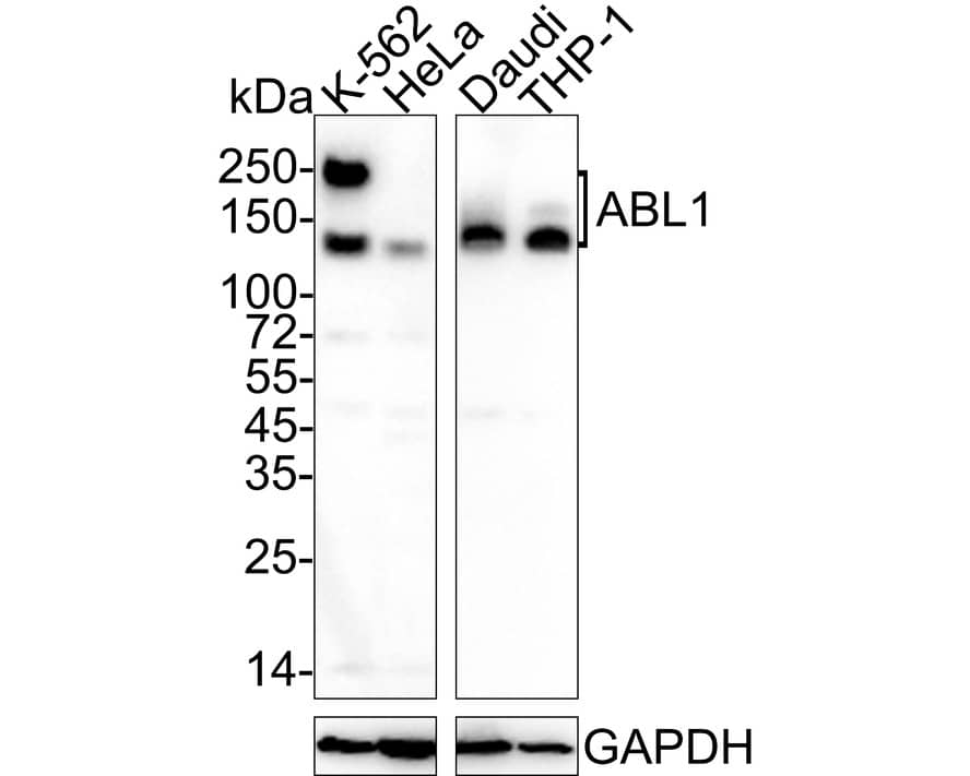 Western Blot: c-Abl Antibody (PSH04-08) [NBP3-31990] - Western blot analysis of c-Abl on different lysates with Rabbit anti-c-Abl antibody (NBP3-31990) at 1/1,000 dilution. Lane 1: K-562 cell lysate Lane 2: HeLa cell lysate Lane 3: Daudi cell lysate Lane 4: THP-1 cell lysate Lysates/proteins at 30 ug/Lane. Predicted band size: 123 kDa Observed band size: 130/250 kDa Exposure time: 3 minutes; 4-20% SDS-PAGE gel. Proteins were transferred to a PVDF membrane and blocked with 5% NFDM/TBST for 1 hour at room temperature. The primary antibody (NBP3-31990) at 1/1,000 dilution was used in 5% NFDM/TBST at 4℃ overnight. Goat Anti-Rabbit IgG - HRP Secondary Antibody at 1/50,000 dilution was used for 1 hour at room temperature.