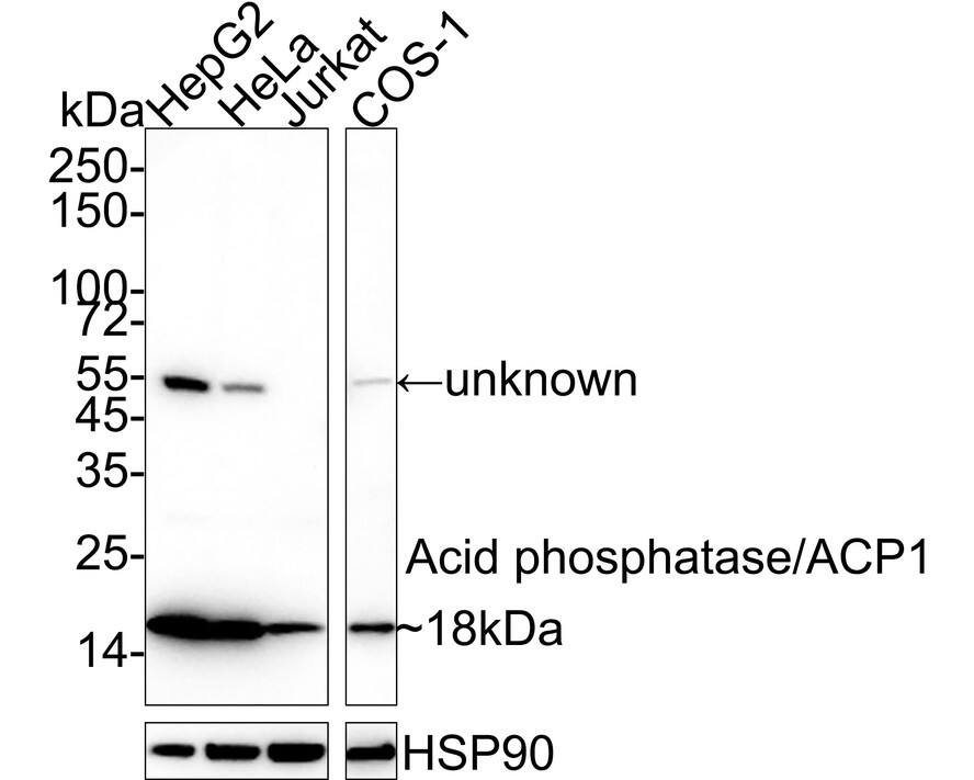 Western blot analysis on different lysates with NBP3-31992 at 1/2,000 dilution. Lane 1: HepG2 cell lysate Lane 2: HeLa cell lysate Lane 3: Jurkat cell lysate Lane 4: COS-1 cell lysate Lysates/proteins at 20 µg/Lane. Predicted band size: 18 kDa Observed band size: 18 kDa Exposure time: 1 minute 33 seconds;  4-20% SDS-PAGE gel. Proteins were transferred to a PVDF membrane and blocked with 5% NFDM/TBST for 1 hour at room temperature. NBP3-31992 at 1/2,000 dilution was used in 5% NFDM/TBST at 4℃ overnight. Goat Anti-Rabbit IgG [HRP] Secondary Antibody at 1/50,000 dilution was used for 1 hour at room temperature.