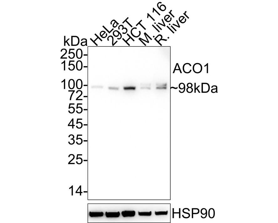 Western blot analysis on different lysates with NBP3-31993 at 1/2,000 dilution. Lane 1: HeLa cell lysate (20 µg/Lane) Lane 2: 293T cell lysate (20 µg/Lane) Lane 3: HCT 116 cell lysate (20 µg/Lane) Lane 4: Mouse liver tissue lysate (40 µg/Lane) Lane 5: Rat liver tissue lysate (40 µg/Lane) Predicted band size: 98 kDa Observed band size: 98 kDa Exposure time: 5 minutes 10 seconds; 4-20% SDS-PAGE gel. Proteins were transferred to a PVDF membrane and blocked with 5% NFDM/TBST for 1 hour at room temperature. NBP3-31993 at 1/2,000 dilution was used in 5% NFDM/TBST at 4℃ overnight. Goat Anti-Rabbit IgG [HRP] Secondary Antibody at 1/50,000 dilution was used for 1 hour at room temperature.