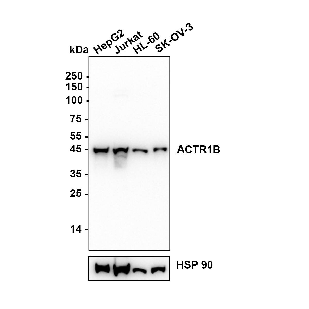 Western blot analysis on different lysates with NBP3-31999 at 1/2,000 dilution. Lane 1: HepG2(Human liver cancer cellsl)cell lysate Lane 2: Jurkat(Human T-lymphocyte leukemia cells)cell lysate Lane 3: HL-60 (Human early lymphoblastic leukemia cells) cell lysate Lane 4: SK-OV-3(Human ovarian adenocarcinoma cells) cell lysate Lysates/proteins at 20 µg/Lane. Exposure time: 20 seconds Blocking: 5% NFDM/TBST, 1 hour at room temperature Primary antibody: NBP3-31999, 1/2,000 in primary antibody dilution buffer, overnight at 4 ℃ Secondary antibody: Goat Anti-Rabbit IgG [HRP] Secondary Antibody, 1/50,000 in 5% NFDM/TBST, 1 hour at room temperature Predicted band size: 42.3 kDa Observed band size: 42 kDa