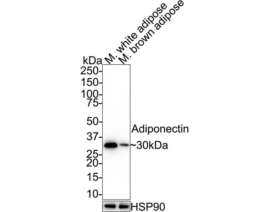 Western blot analysis on different lysates with NBP3-32003 at 1/2,000 dilution. Lane 1: Mouse white adipose lysate Lane 2: Mouse brown adipose tissue lysate Lysates/proteins at 20 µg/Lane. Predicted band size: 27 kDa Observed band size: 30 kDa Exposure time: 1 minute;  4-20% SDS-PAGE gel. Proteins were transferred to a PVDF membrane and blocked with 5% NFDM/TBST for 1 hour at room temperature. NBP3-32003 at 1/2,000 dilution was used in 5% NFDM/TBST at room temperature for 2 hours. Goat Anti-Rabbit IgG [HRP] Secondary Antibody at 1/50,000 dilution was used for 1 hour at room temperature.