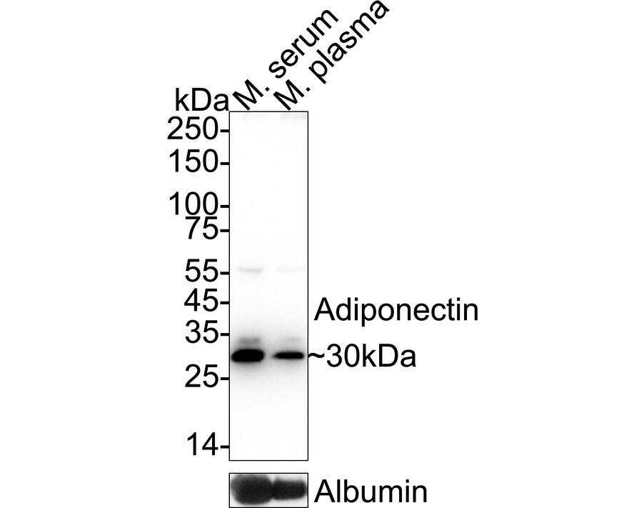Western blot analysis on different lysates with NBP3-32003 at 1/2,000 dilution. Lane 1: Mouse serum lysate Lane 2: Mouse plasma lysate Lysates/proteins at 40 µg/Lane. Predicted band size: 27 kDa Observed band size: 30 kDa Exposure time: 3 seconds;  4-20% SDS-PAGE gel. Proteins were transferred to a PVDF membrane and blocked with 5% NFDM/TBST for 1 hour at room temperature. NBP3-32003 at 1/2,000 dilution was used in primary antibody dilution at 4℃ overnight. Goat Anti-Rabbit IgG [HRP] Secondary Antibody at 1/50,000 dilution was used for 1 hour at room temperature.