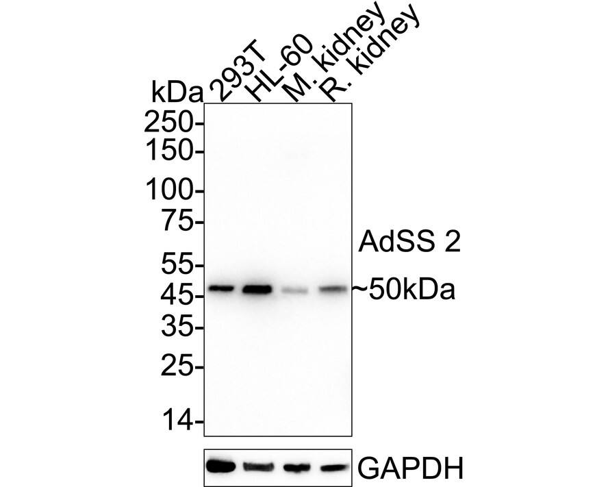 Western blot analysis on different lysates with NBP3-32005 at 1/1,000 dilution. Lane 1: 293T cell lysate (20 µg/Lane) Lane 2: HL-60 cell lysate (20 µg/Lane) Lane 3: Mouse kidney tissue lysate (40 µg/Lane) Lane 4: Rat kidney tissue lysate (40 µg/Lane) Predicted band size: 50 kDa Observed band size: 50 kDa Exposure time: 1 minute 18 seconds;  4-20% SDS-PAGE gel. Proteins were transferred to a PVDF membrane and blocked with 5% NFDM/TBST for 1 hour at room temperature. NBP3-32005 at 1/1,000 dilution was used in 5% NFDM/TBST at 4℃ overnight. Goat Anti-Rabbit IgG [HRP] Secondary Antibody at 1/50,000 dilution was used for 1 hour at room temperature.