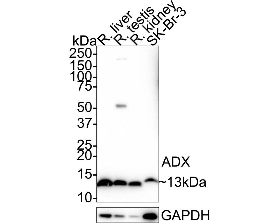 Western Blot FDX1 Antibody (JE63-56)