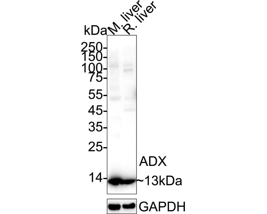 Western Blot FDX1 Antibody (JE63-56)