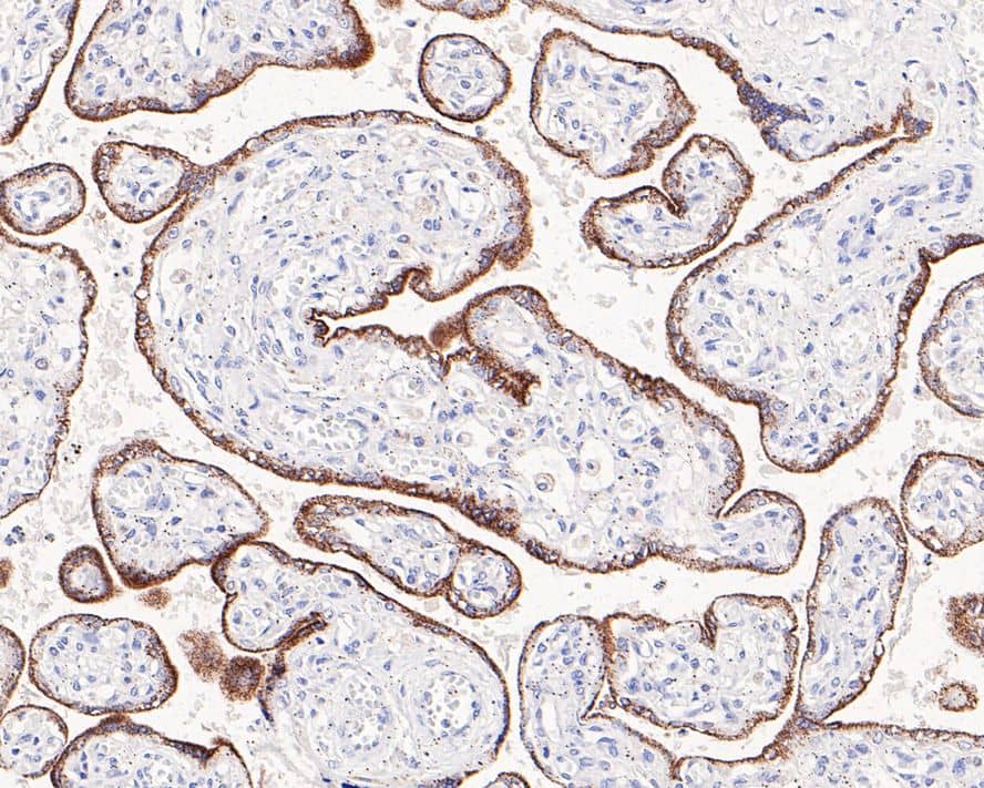 Immunohistochemistry: FDX1 Antibody (JE63-56) [NBP3-32006] - Immunohistochemical analysis of paraffin-embedded human placenta tissue with Rabbit anti-FDX1 antibody (NBP3-32006) at 1/200 dilution. The section was pre-treated using heat mediated antigen retrieval with Tris-EDTA buffer (pH 9.0) for 20 minutes. The tissues were blocked in 1% BSA for 20 minutes at room temperature, washed with ddH2O and PBS, and then probed with the primary antibody (NBP3-32006) at 1/200 dilution for 1 hour at room temperature. The detection was performed using an HRP conjugated compact polymer system. DAB was used as the chromogen. Tissues were counterstained with hematoxylin and mounted with DPX.