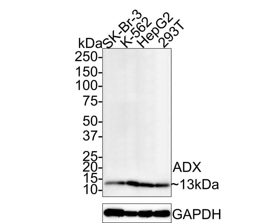 Western Blot: FDX1 Antibody (JE63-56) [NBP3-32006] - Western blot analysis of FDX1 on different lysates with Rabbit anti-FDX1 antibody (NBP3-32006) at 1/500 dilution. Lane 1: SK-Br-3 cell lysate (15 ug/Lane) Lane 2: K-562 cell lysate (15 ug/Lane) Lane 3: HepG2 cell lysate (15 ug/Lane) Lane 4: 293T cell lysate (15 ug/Lane) Predicted band size: 19 kDa Observed band size: 13 kDa Exposure time: 5 minutes; 4-20% SDS-PAGE gel. Proteins were transferred to a PVDF membrane and blocked with 5% NFDM/TBST for 1 hour at room temperature. The primary antibody (NBP3-32006) at 1/500 dilution was used in 5% NFDM/TBST at room temperature for 2 hours. Goat Anti-Rabbit IgG - HRP Secondary Antibody at 1:200,000 dilution was used for 1 hour at room temperature.