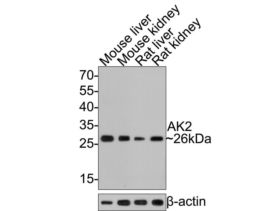 Western blot analysis on different lysates with NBP3-32013 at 1/5,000 dilution. Lane 1: Mouse liver cell lysate Lane 2: Mouse kidney cell lysate Lane 3: Rat liver cell lysate Lane 4: Rat kidney cell lysate Lysates/proteins at 20 µg/Lane. Predicted band size: 26 kDa Observed band size: 26 kDa Exposure time: 2 minutes; 12 % SDS-PAGE gel. Proteins were transferred to a PVDF membrane and blocked with 5% NFDM/TBST for 1 hour at room temperature. The primary antibody AK2 at 1/5,000 dilution was used in 5% NFDM/TBST at room temperature for 2 hours. Goat Anti-Rabbit IgG [HRP] Secondary Antibody at 1:300,000 dilution was used for 1 hour at room temperature.
