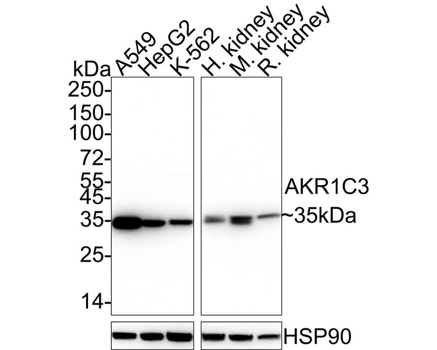Western blot analysis on different lysates with NBP3-32015 at 1/1,000 dilution. Lane 1: A549 cell lysate (20 µg/Lane) Lane 2: HepG2 cell lysate (20 µg/Lane) Lane 3: K-562 cell lysate (20 µg/Lane) Lane 4: Human kidney tissue lysate (40 µg/Lane) Lane 5: Mouse kidney tissue lysate (40 µg/Lane) Lane 6: Rat kidney tissue lysate (40 µg/Lane) Predicted band size: 37 kDa Observed band size: 35 kDa Exposure time: 20 seconds;  4-20% SDS-PAGE gel. Proteins were transferred to a PVDF membrane and blocked with 5% NFDM/TBST for 1 hour at room temperature. NBP3-32015 at 1/1,000 dilution was used in 5% NFDM/TBST at 4℃ overnight. Goat Anti-Rabbit IgG [HRP] Secondary Antibody at 1/50,000 dilution was used for 1 hour at room temperature.