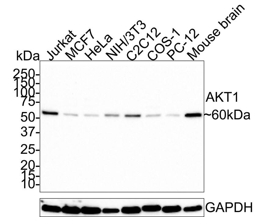 Western Blot: AKT1 Antibody (PSH0-50) [NBP3-32016] - Western blot analysis of AKT1 on different lysates with Rabbit anti-AKT1 antibody (NBP3-32016) at 1/1,000 dilution. Lane 1: Jurkat cell lysate Lane 2: MCF7 cell lysate Lane 3: HeLa cell lysate Lane 4: NIH/3T3 cell lysate Lane 5: C2C12 cell lysate Lane 6: COS-1 cell lysate Lane 7: PC-12 cell lysate Lane 8: Mouse brain tissue lysate Lysates/proteins at 30 ug/Lane. Predicted band size: 56 kDa Observed band size: 60 kDa Exposure time: 3 minutes; 4-20% SDS-PAGE gel. Proteins were transferred to a PVDF membrane and blocked with 5% NFDM/TBST for 1 hour at room temperature. The primary antibody (NBP3-32016) at 1/1,000 dilution was used in 5% NFDM/TBST at room temperature for 2 hours. Goat Anti-Rabbit IgG - HRP Secondary Antibody at 1:100,000 dilution was used for 1 hour at room temperature.